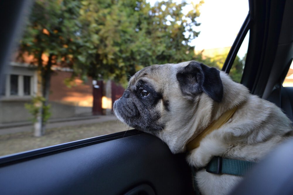 Hund im Auto: Mit dem Vierbeiner durch den Verkehr