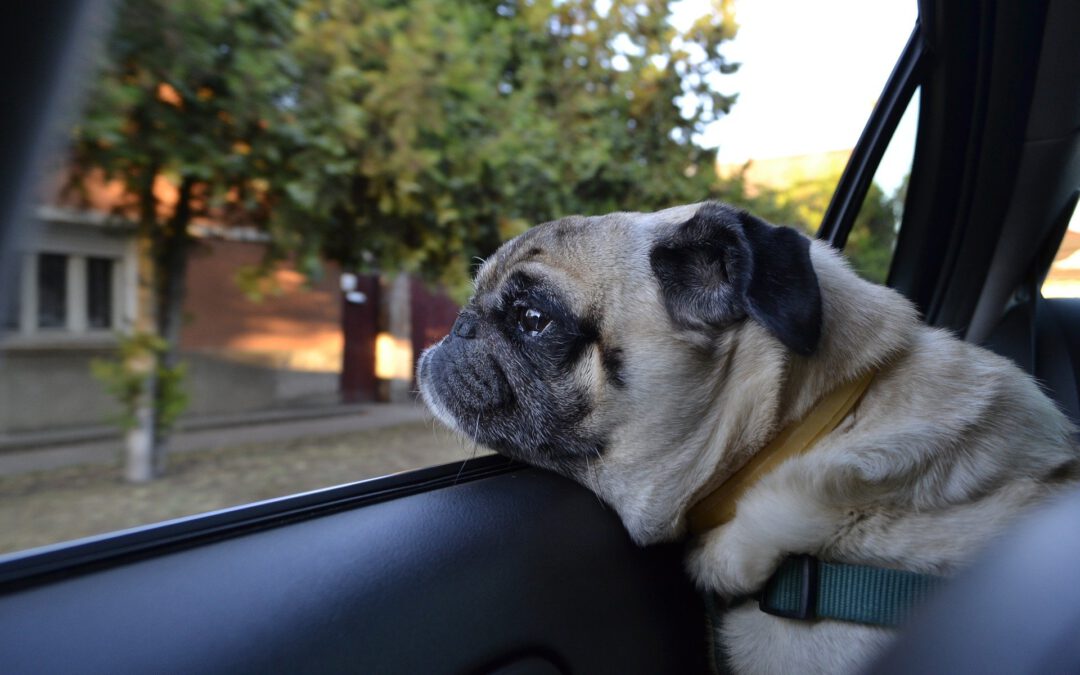 Hund im Auto: Mit dem Vierbeiner durch den Verkehr